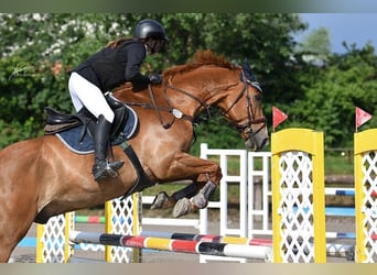 Selle Francais, Wallach, 16 Jahre, 174 cm, Fuchs