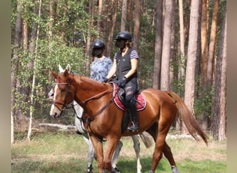 Selle Francais, Wallach, 16 Jahre, 174 cm, Fuchs