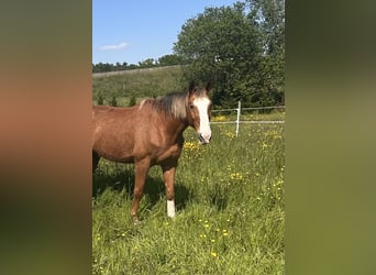 Selle Francais, Wallach, 16 Jahre, 175 cm