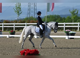Selle Francais, Wallach, 17 Jahre, 148 cm, Schimmel