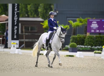 Selle Francais, Wallach, 17 Jahre, 148 cm, Schimmel