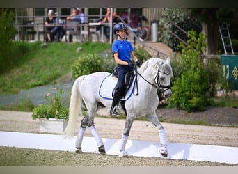 Selle Francais, Wallach, 17 Jahre, 148 cm, Schimmel