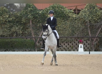 Selle Francais, Wallach, 17 Jahre, 148 cm, Schimmel