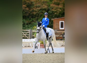 Selle Francais, Wallach, 17 Jahre, 148 cm, Schimmel