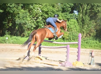 Selle Francais, Wallach, 17 Jahre, 165 cm, Dunkelfuchs