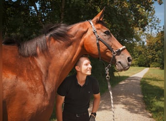 Selle Francais, Wallach, 17 Jahre, 180 cm, Brauner