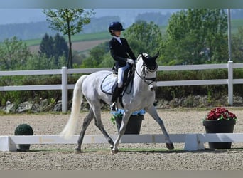Selle Francais, Wallach, 18 Jahre, 148 cm, Schimmel