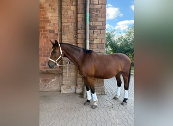 Selle Francais, Wallach, 18 Jahre, 164 cm, Brauner