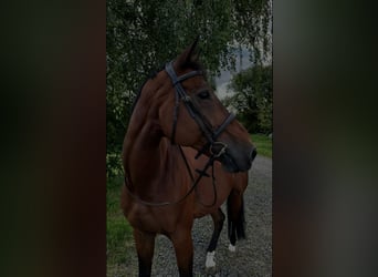 Selle Francais, Wallach, 18 Jahre, 178 cm, Brauner