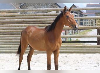 Selle Francais, Wallach, 1 Jahr, 140 cm, Brauner