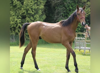 Selle Francais, Wallach, 1 Jahr, 140 cm, Brauner