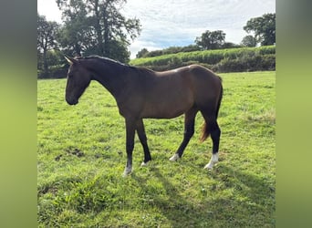 Selle Francais, Wallach, 2 Jahre, 152 cm, Brauner