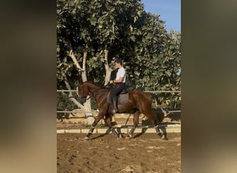 Selle Francais, Wallach, 2 Jahre, 165 cm, Brauner