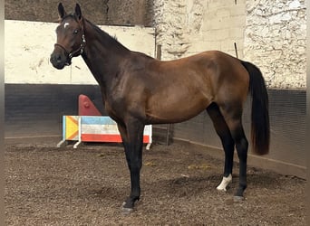 Selle Francais, Wallach, 2 Jahre, 167 cm, Dunkelbrauner