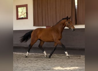 Selle Francais, Wallach, 2 Jahre, 170 cm, Brauner