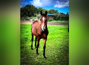 Selle Francais, Wallach, 2 Jahre, Schwarzbrauner