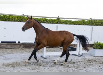 Selle Francais, Wallach, 3 Jahre, 158 cm, Brauner