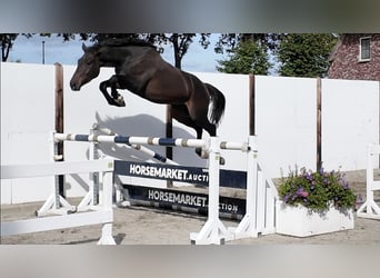 Selle Francais, Wallach, 3 Jahre, 161 cm, Dunkelbrauner