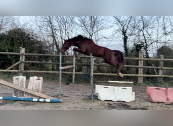 Selle Francais, Wallach, 3 Jahre, 162 cm, Dunkelfuchs