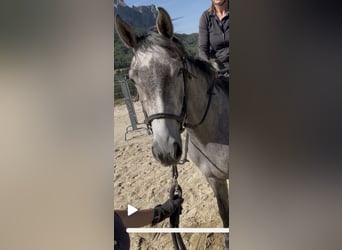 Selle Francais, Wallach, 3 Jahre, 163 cm, Schimmel