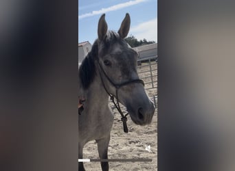 Selle Francais, Wallach, 3 Jahre, 163 cm, Schimmel