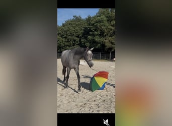 Selle Francais, Wallach, 3 Jahre, 163 cm, Schimmel
