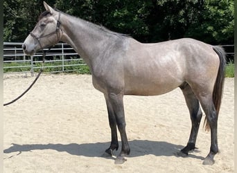 Selle Francais, Wallach, 3 Jahre, 163 cm, Schimmel