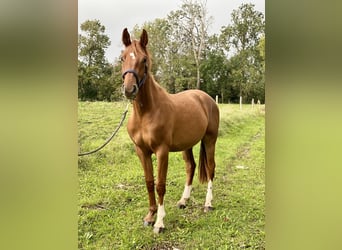 Selle Francais, Wallach, 3 Jahre, 165 cm, Fuchs