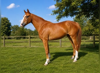 Selle Francais, Wallach, 3 Jahre, 167 cm, Fuchs