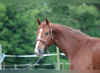 Selle Francais, Wallach, 3 Jahre, 168 cm, Rotfuchs