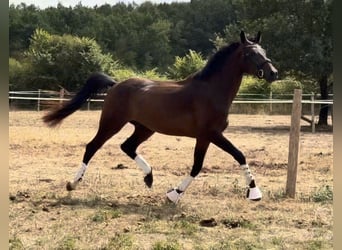 Selle Francais, Wallach, 3 Jahre, 171 cm, Schwarzbrauner