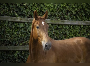 Selle Francais, Wallach, 4 Jahre, 160 cm, Fuchs