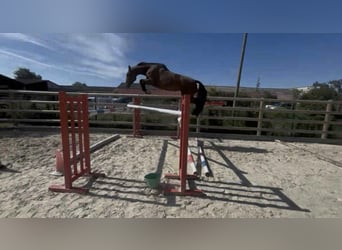 Selle Francais, Wallach, 4 Jahre, 165 cm, Brauner
