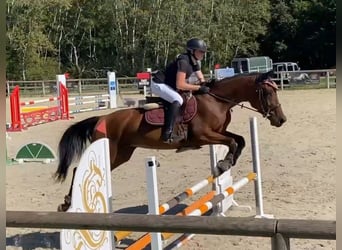 Selle Francais, Wallach, 4 Jahre, 165 cm, Brauner