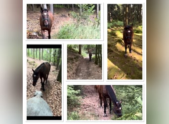 Selle Francais, Wallach, 4 Jahre, 165 cm, Brauner