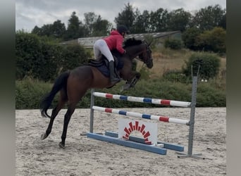 Selle Francais, Wallach, 4 Jahre, 165 cm, Brauner