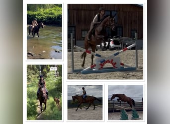 Selle Francais, Wallach, 4 Jahre, 165 cm, Brauner