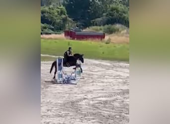 Selle Francais, Wallach, 4 Jahre, 165 cm, Brauner
