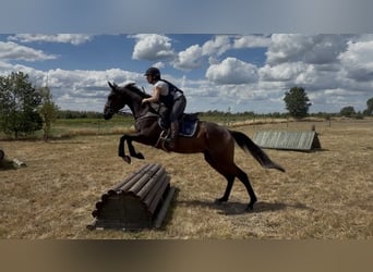 Selle Francais, Wallach, 4 Jahre, 165 cm, Brauner
