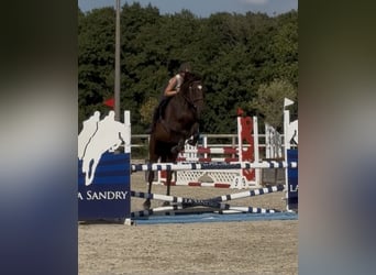 Selle Francais, Wallach, 4 Jahre, 165 cm, Brauner
