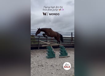 Selle Francais, Wallach, 4 Jahre, 165 cm, Brauner