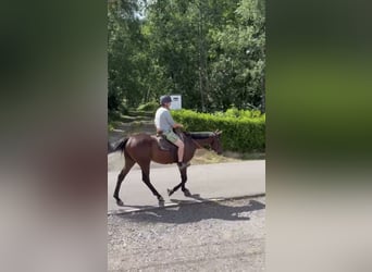 Selle Francais, Wallach, 4 Jahre, 165 cm, Brauner