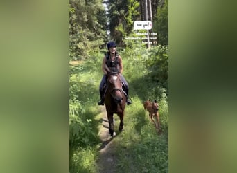 Selle Francais, Wallach, 4 Jahre, 165 cm, Brauner