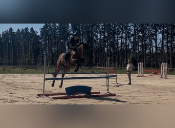 Selle Francais, Wallach, 4 Jahre, 166 cm, Brauner