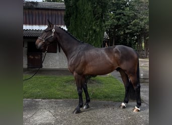 Selle Francais, Wallach, 4 Jahre, 166 cm, Schwarzbrauner