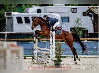Selle Francais, Wallach, 4 Jahre, 167 cm, Brauner