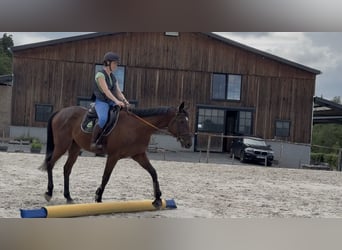 Selle Francais, Wallach, 4 Jahre, 167 cm, Brauner