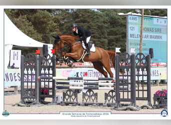 Selle Francais, Wallach, 4 Jahre, 169 cm, Fuchs