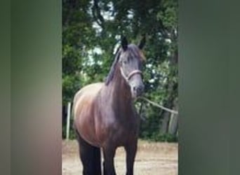 Selle Francais, Wallach, 4 Jahre, 170 cm, Rappe Selle Francais, Wallach, 4 Jahre, 170 cm, Rappe