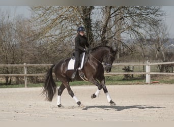 Selle Francais, Wallach, 4 Jahre, 170 cm, Rappe